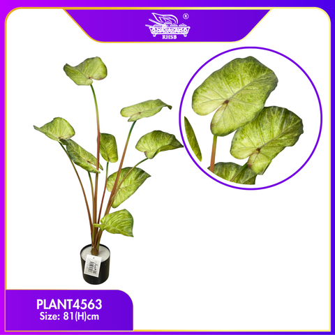 PLANT4563