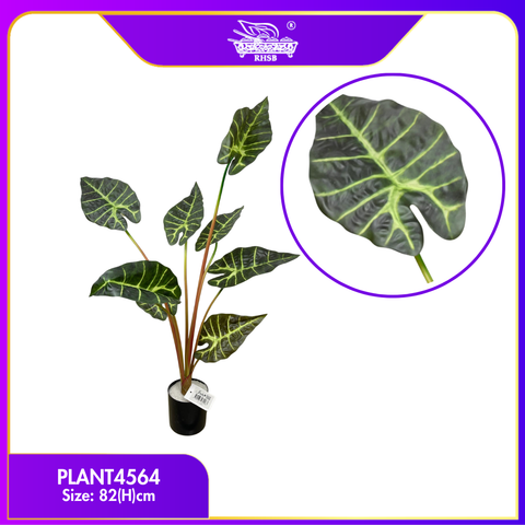 PLANT4564