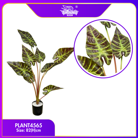 PLANT4565