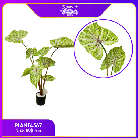PLANT4567
