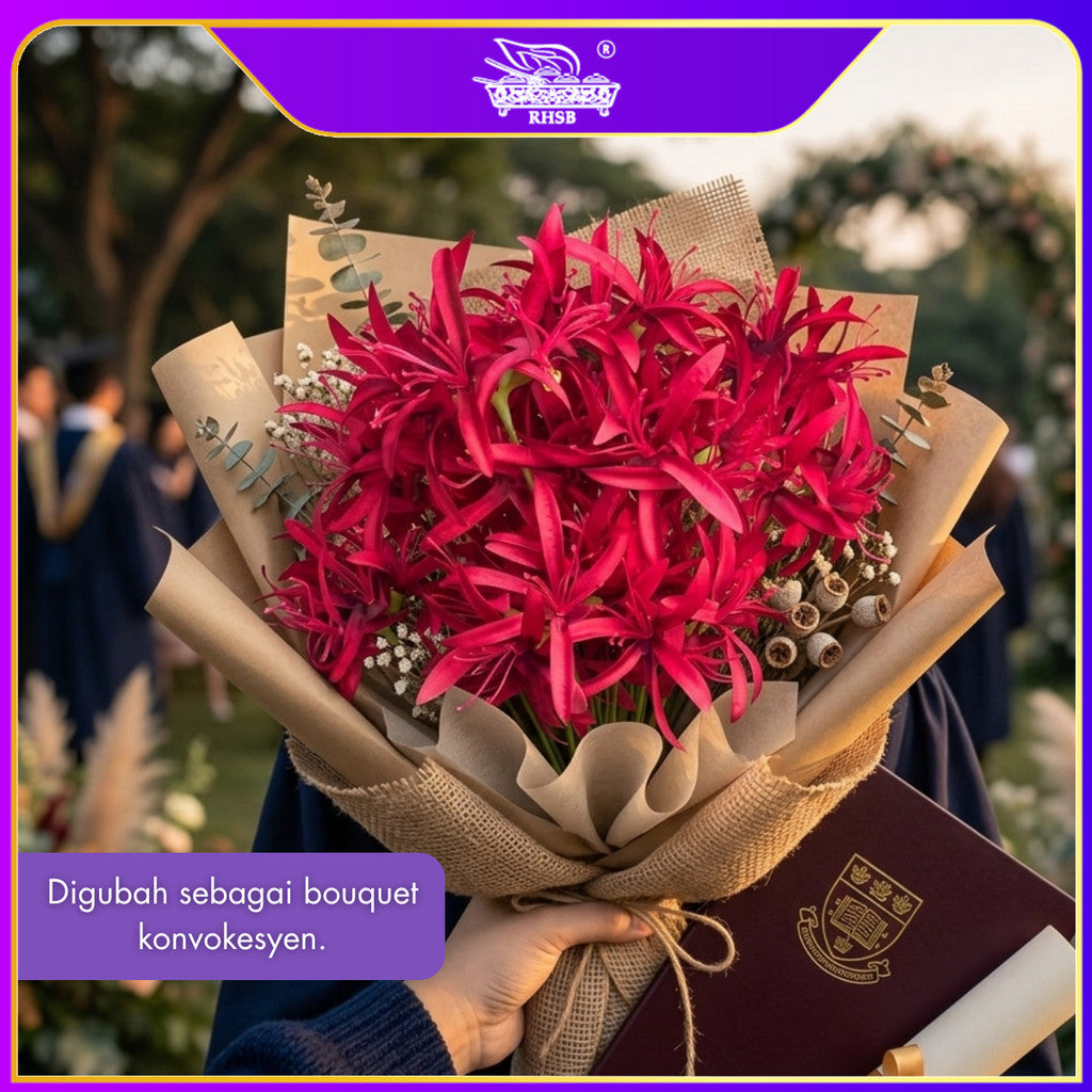 [1 PC] 3 Heads Spider Lily Artificial Flower 67CM | Bunga Palsu Hiasan Rumah Wedding Deco AF10008